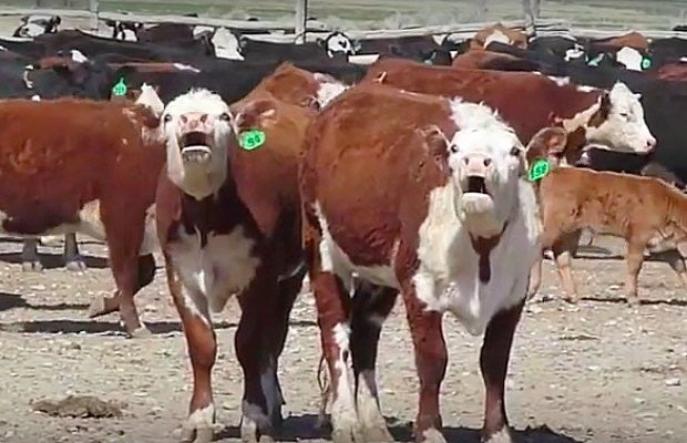 Autotuned_cows