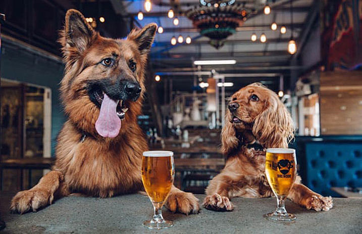 Beerdog