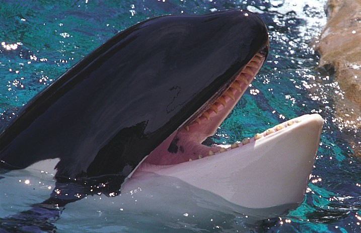 Killer_Whale_-_News_717-463