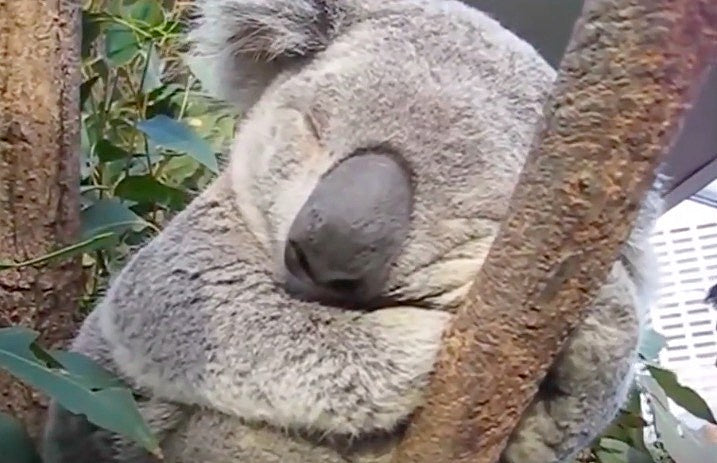 Koala