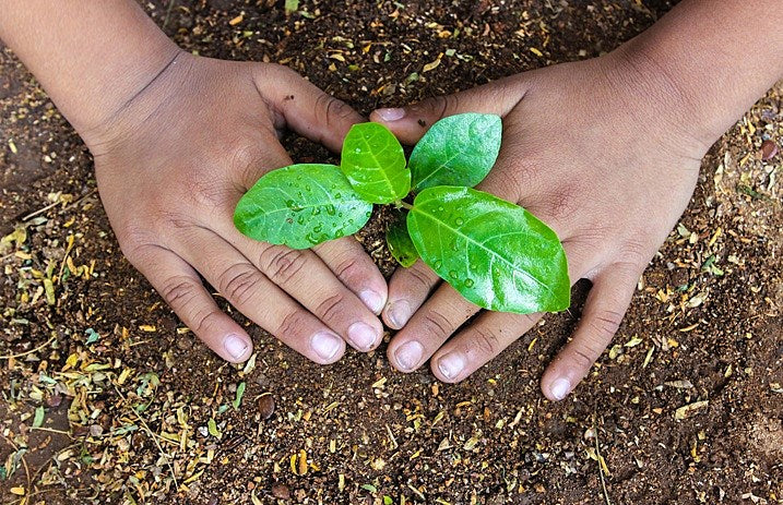 Plant_Tree_Header-1