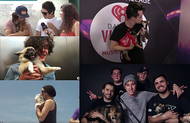dog_interviews