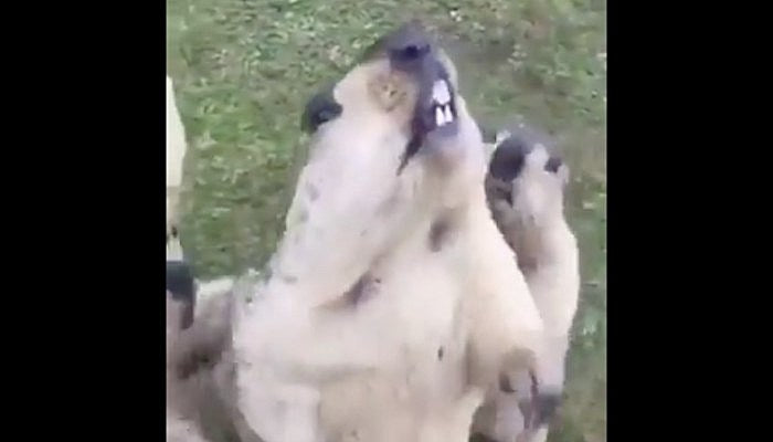 groundhog mosh pit knocked loose