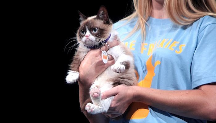 grumpy cat vidcon 2014
