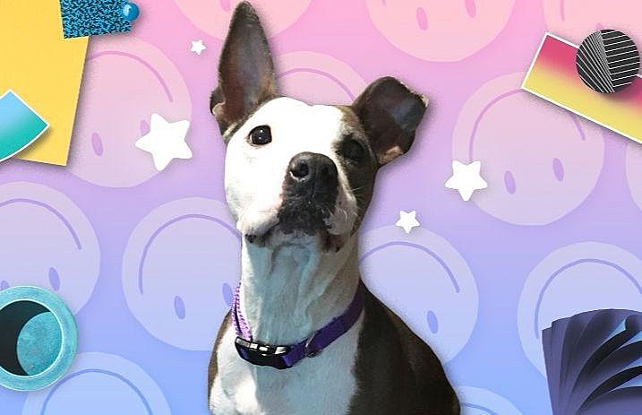 hayley_williams_dog_adopted