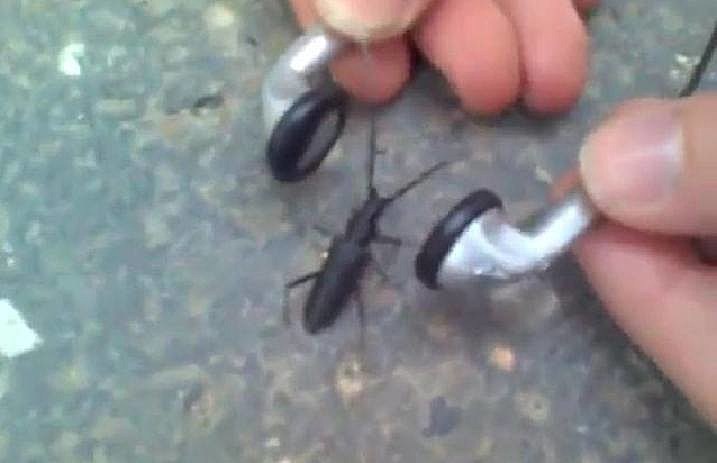 insect_headbanging_to_metal