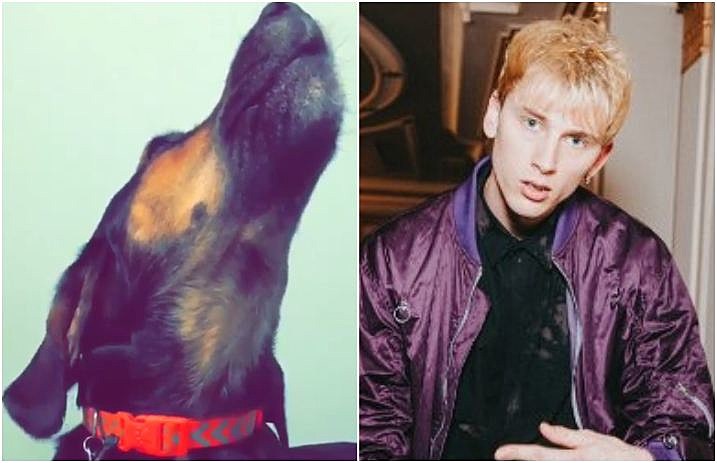 machine_gun_kelly_dog