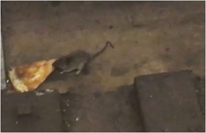 pizza_rate_2018_return
