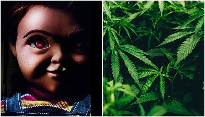 Child's Play, marijuana