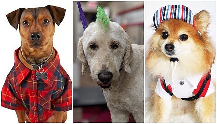 punk pet accessories
