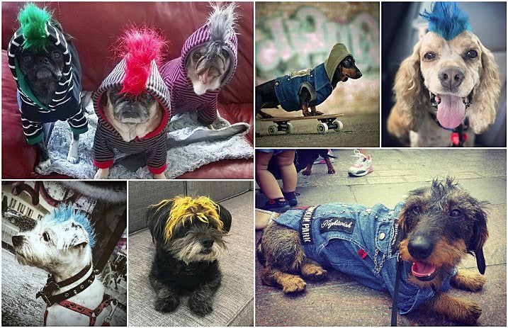 punk_pups_header