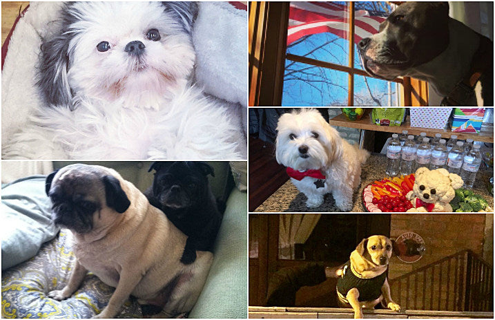 riotfestdogs