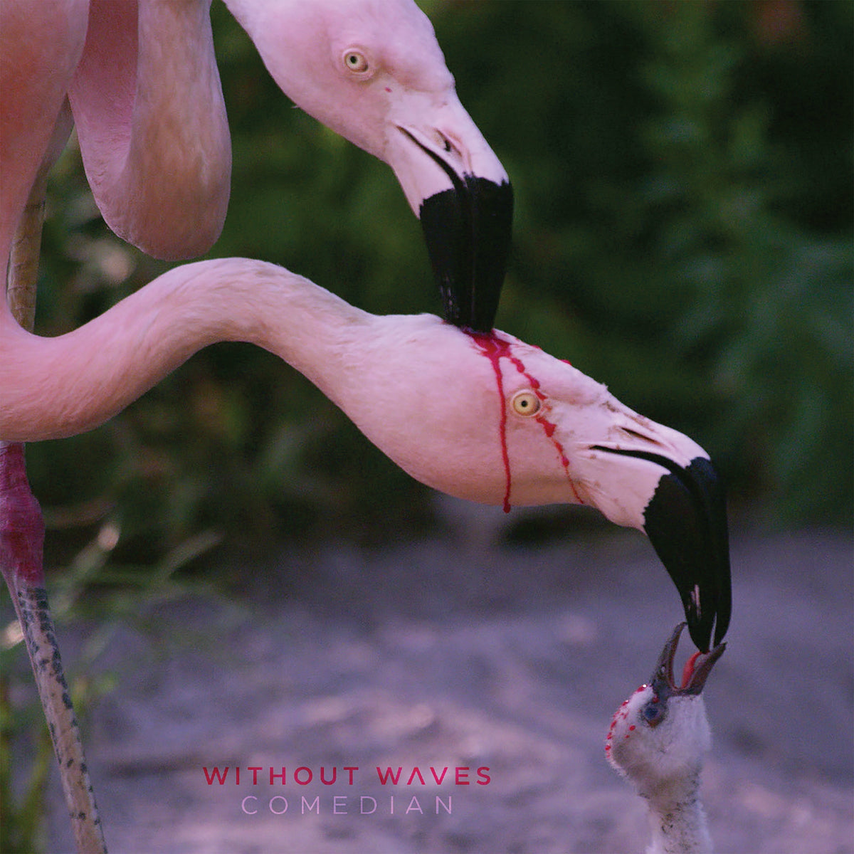 WITHOUT WAVES 'COMEDIAN' CD