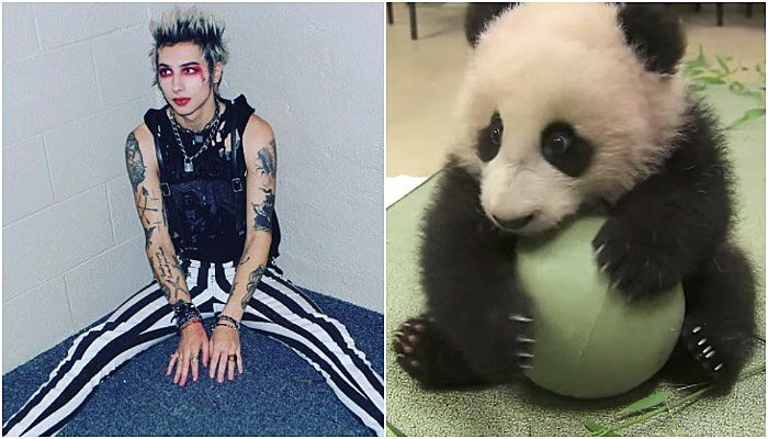 Remington Leith Panda