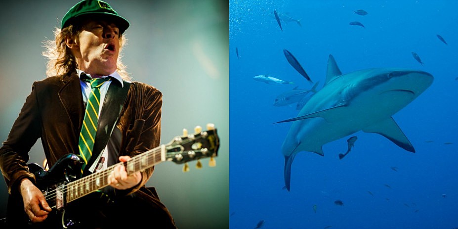 ACDC_shark