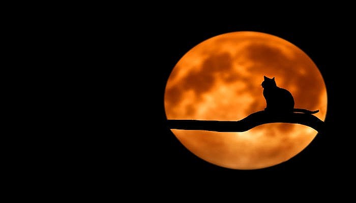 Halloween cat