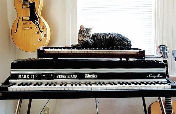 Cat_news_620-400