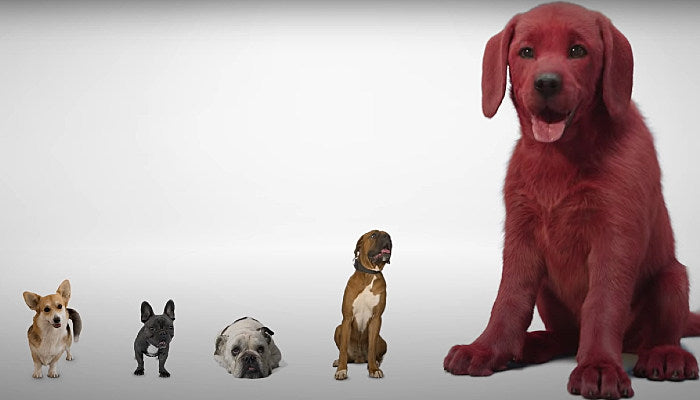 Clifford The Big Red Dog Live Action Movie Design