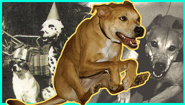 Dog Album Artwork National Dog Week 2020