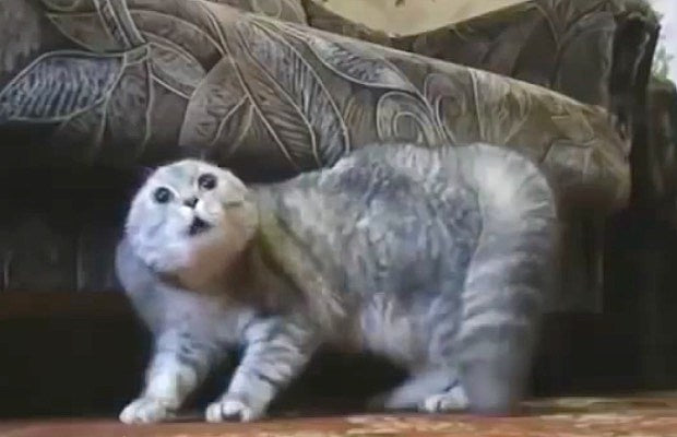 Death_metal_cat_-_News_620-400