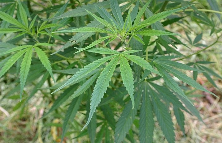 Marijuana_-_717-463