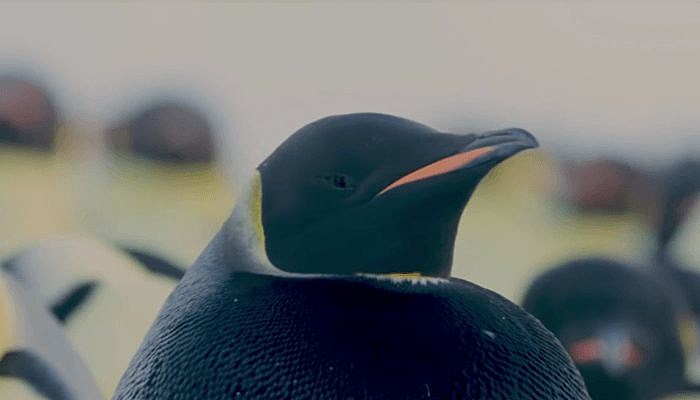 penguin