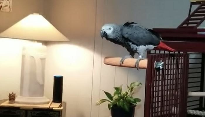 alexa frank sinatra music bird