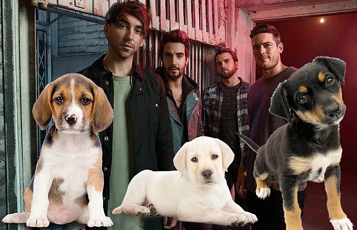 all_time_low_puppies_interview