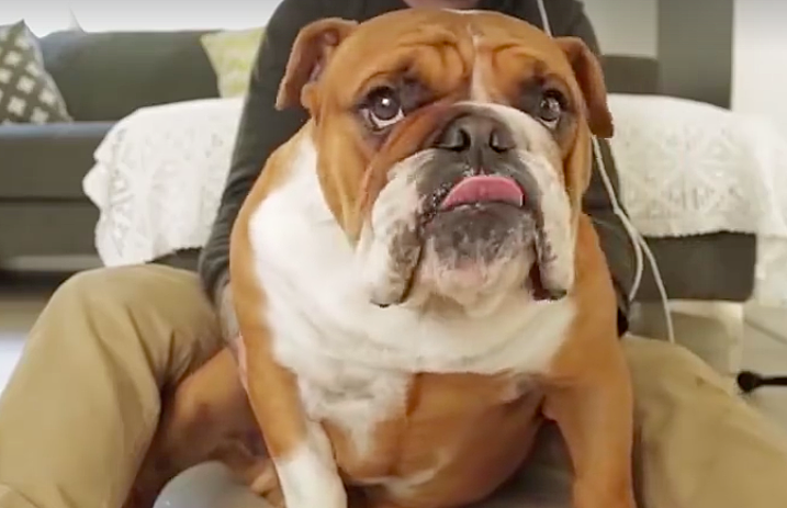 djbulldog