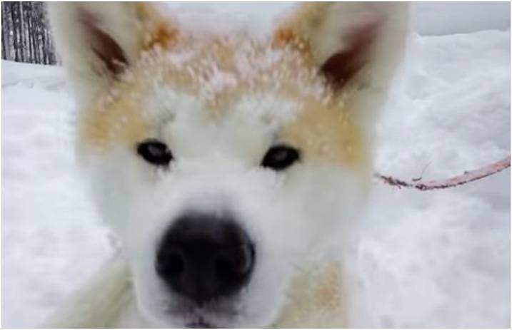 dog_view