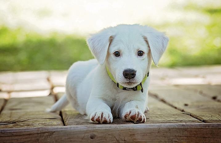 doggo