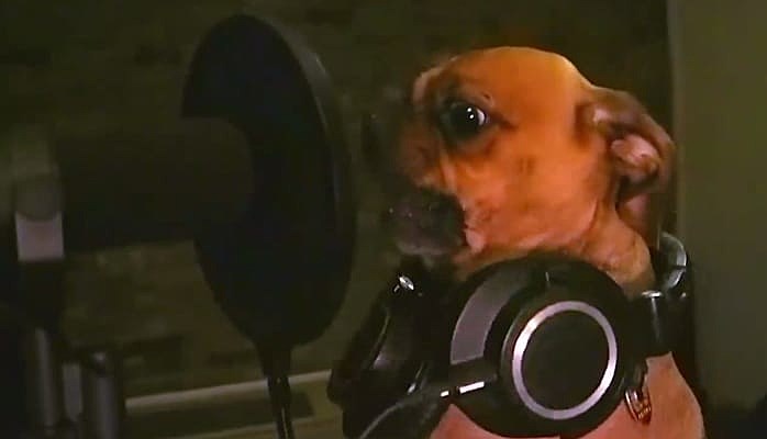 heavy-metal-dog-band