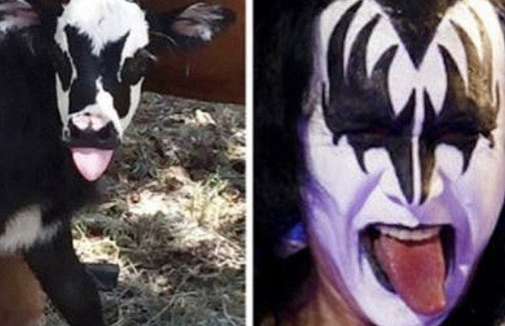 gene_Simmons_cow