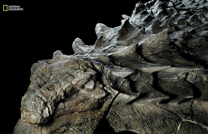 natgeo_dino_2017