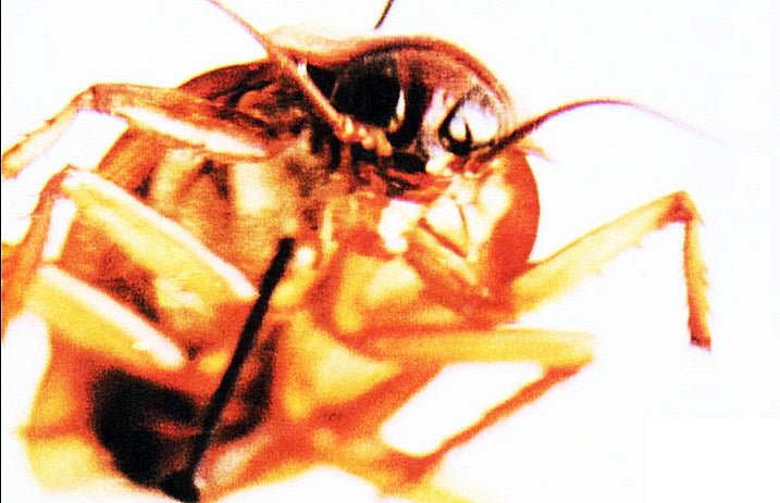 papa_roach_infest-web